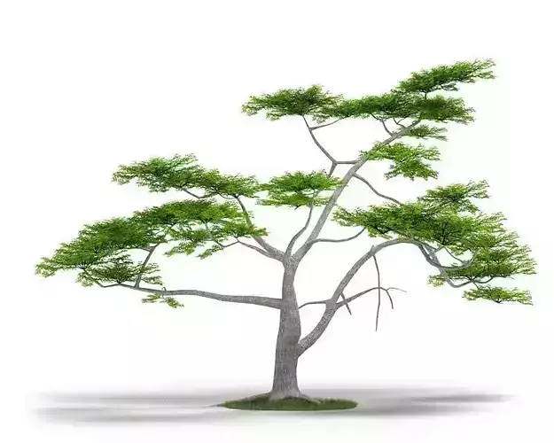 Green Acacia Constricta Tree