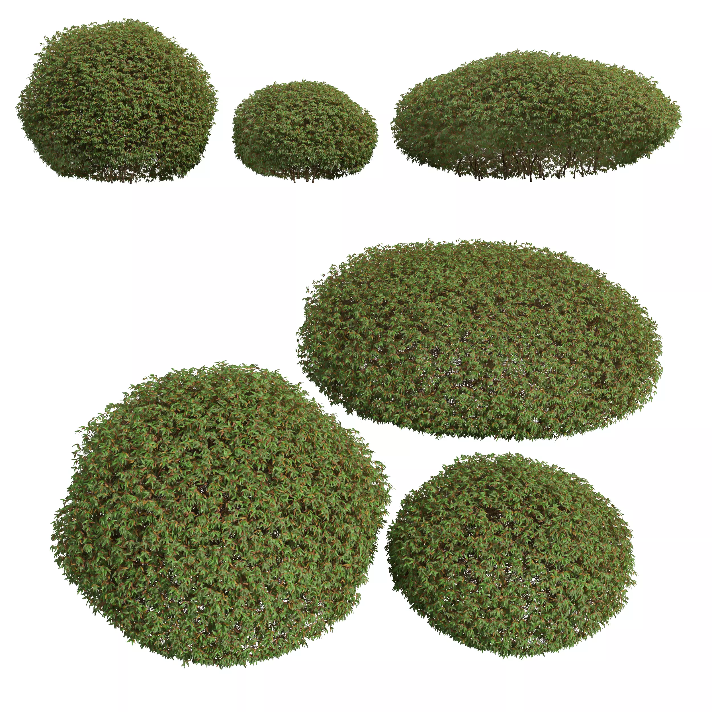 New Plant High detail Pyrrosia Lingua Hedge Sphere Free 3D model