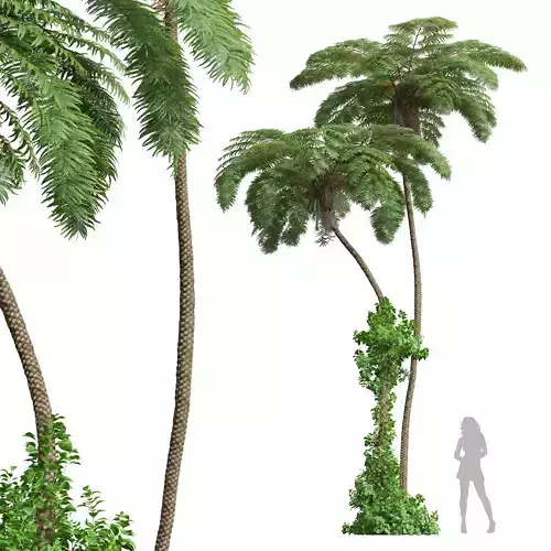 New Plant High detail Sphaeropteris Lepifera 3D model
