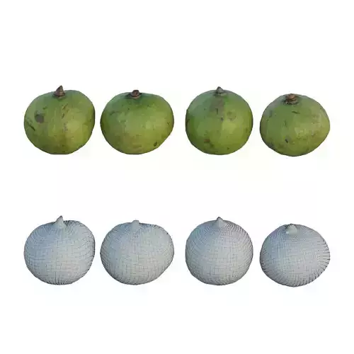 Dracontomelon papaya