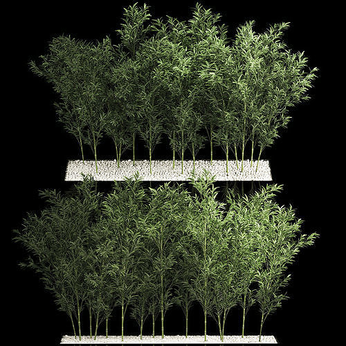 Bamboo Garden And Bamboo Thickets 1118 3D model