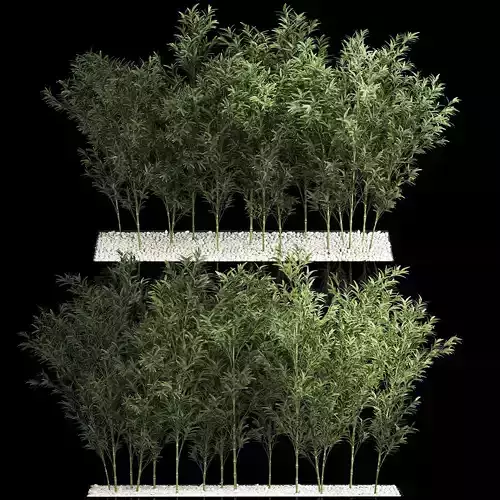 Bamboo Garden And Bamboo Thickets 1118 3D model