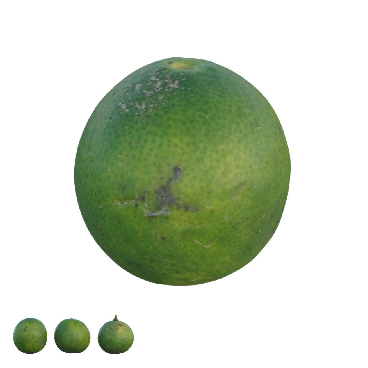 Lime 03 3D model_2