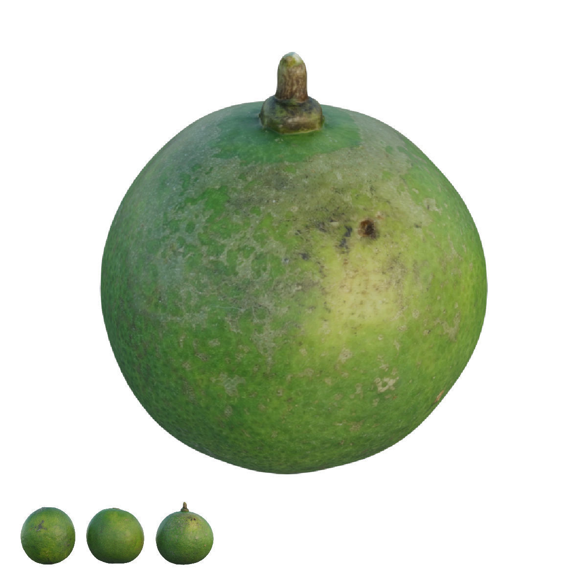 Lime 03 3D model_3