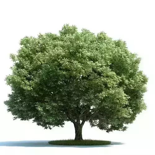 Mature Crack Willow Tree 3D model