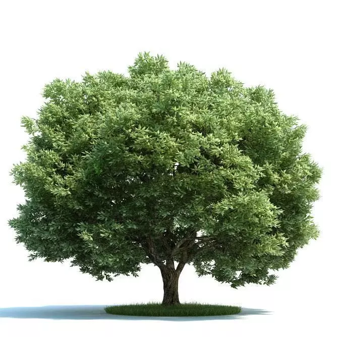 Mature Crack Willow Tree 3D model_0