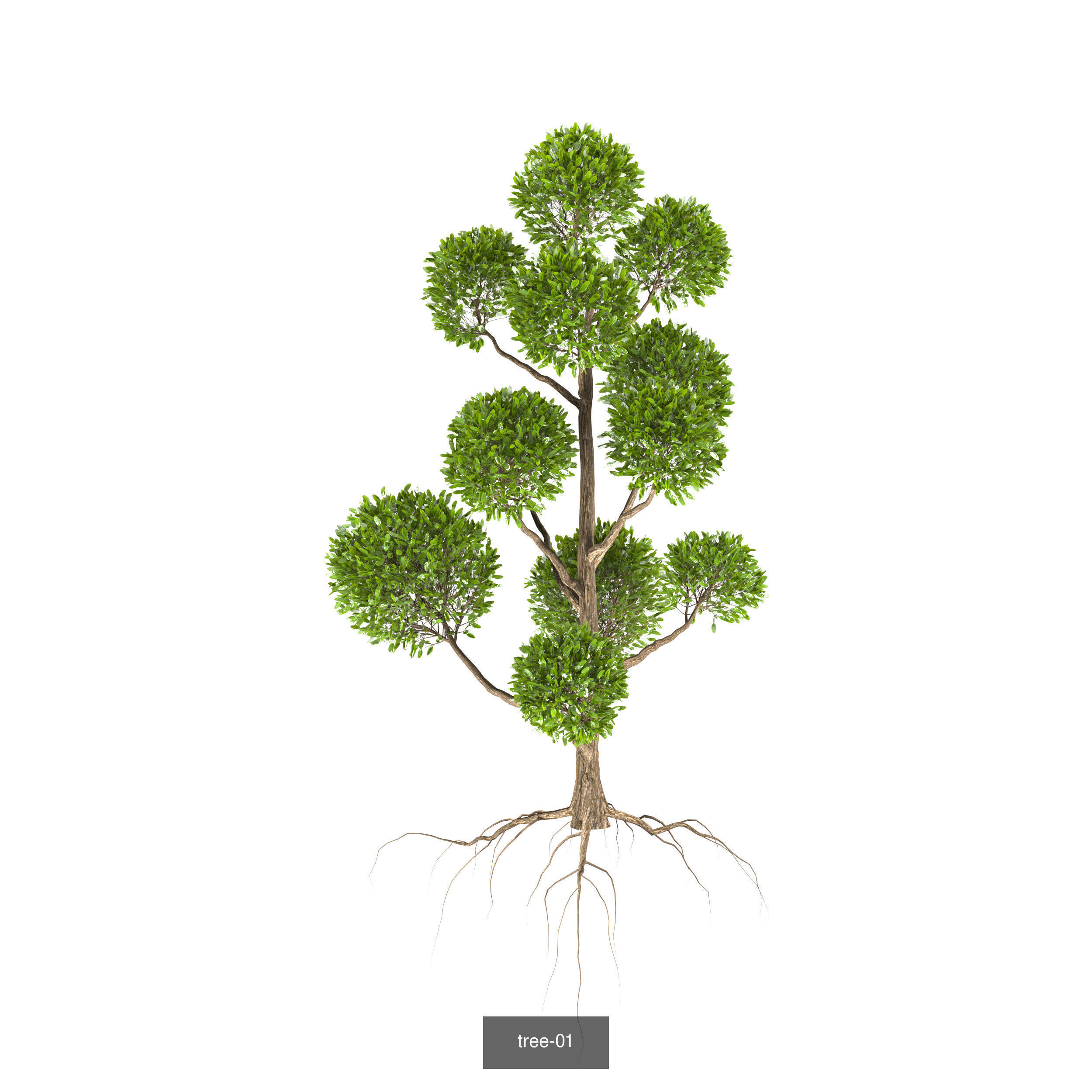 plant collection tree _1