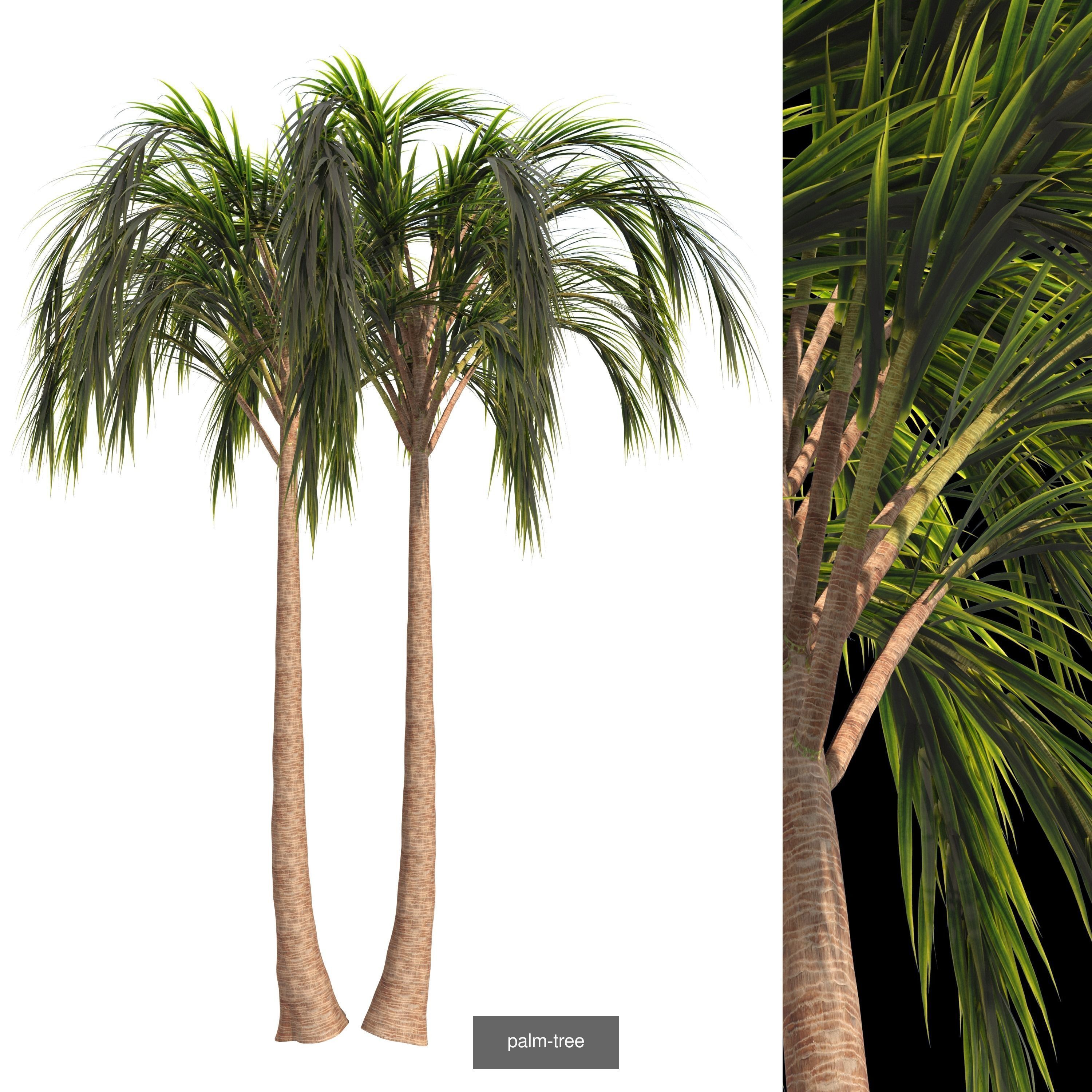 plant collection tree _3