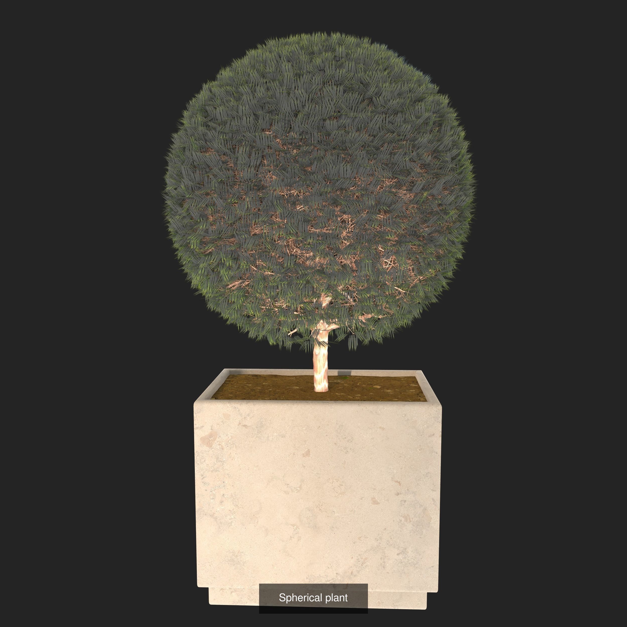 plant collection tree _4