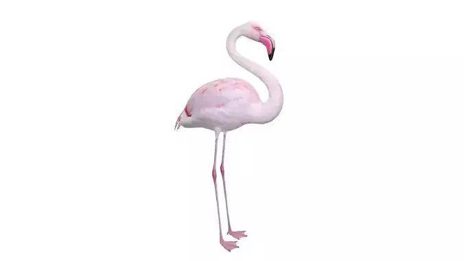 Flamingo 3D model