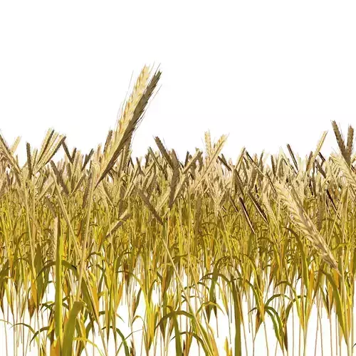Golden wheat field Low-poly 3D model
