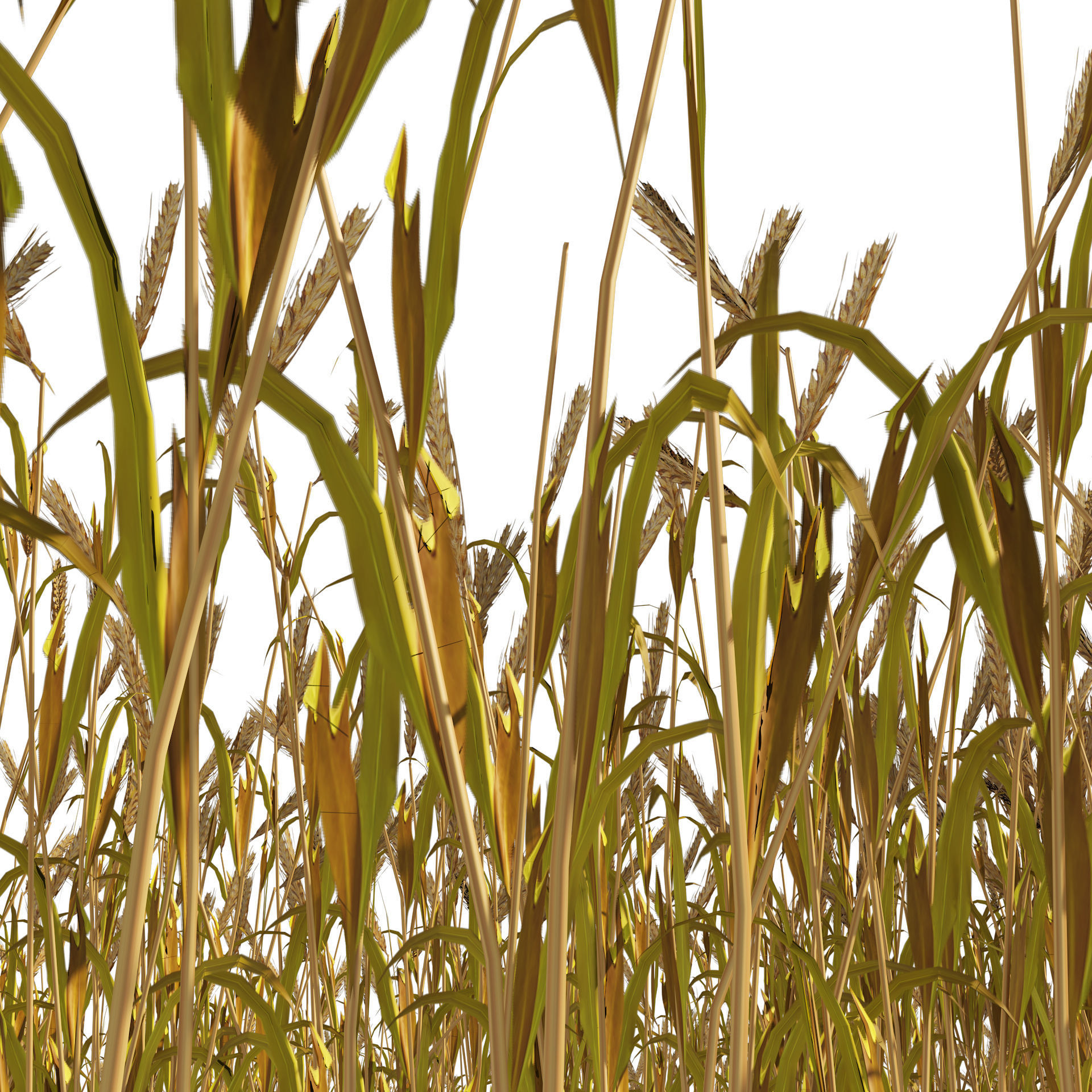 Golden wheat field Low-poly 3D model_3