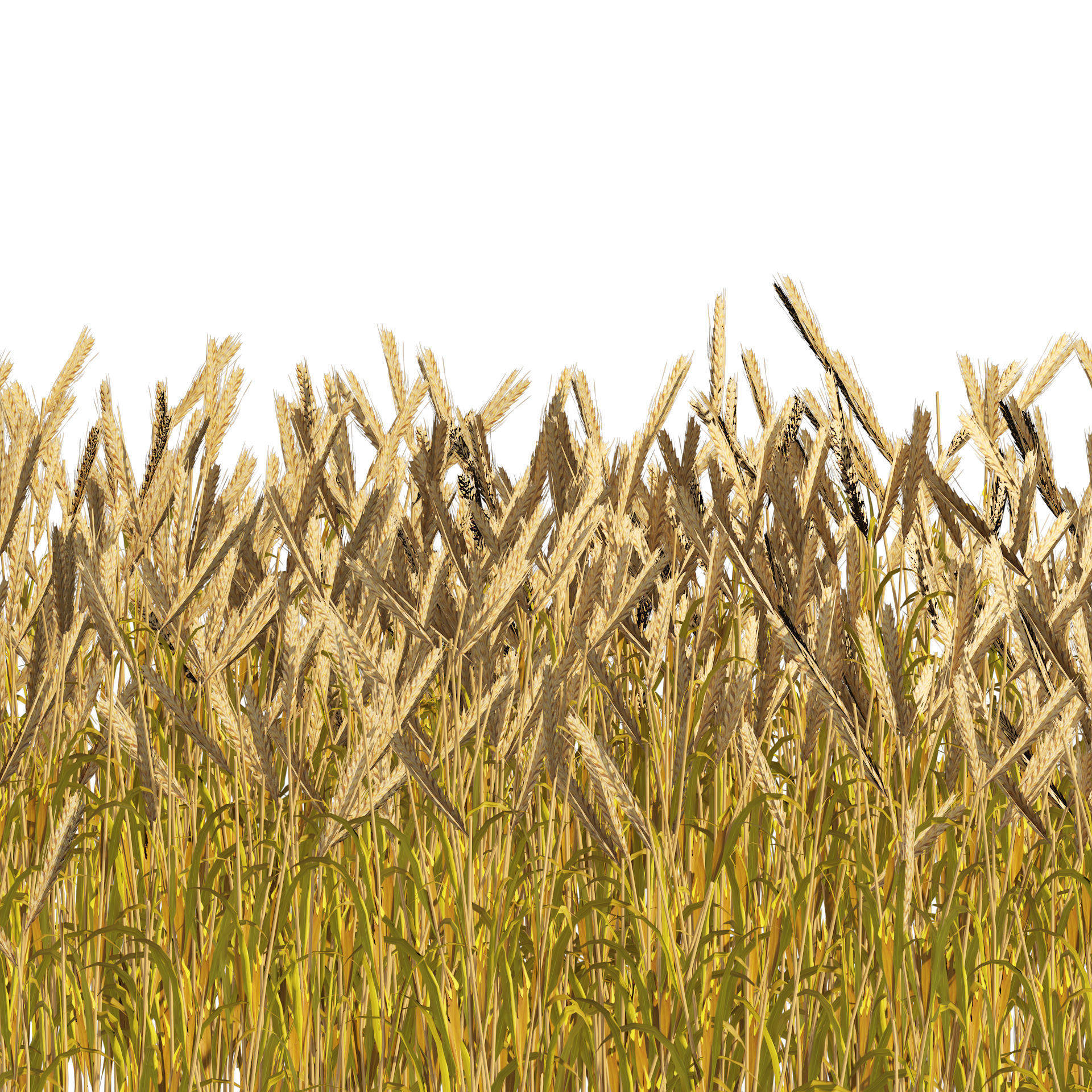Golden wheat field Low-poly 3D model_1