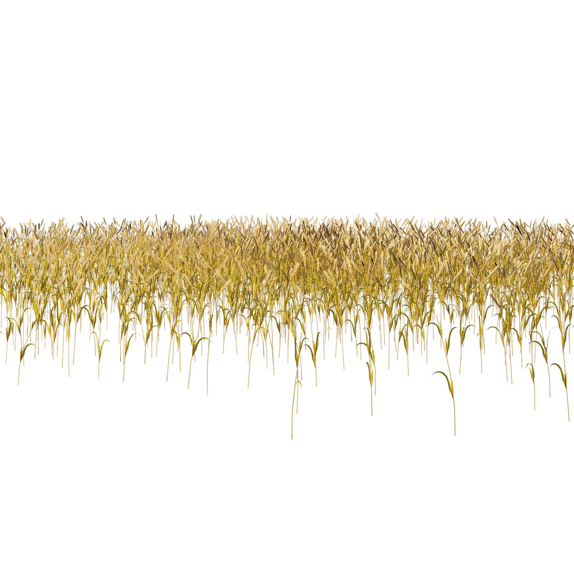Golden wheat field Low-poly 3D model_2
