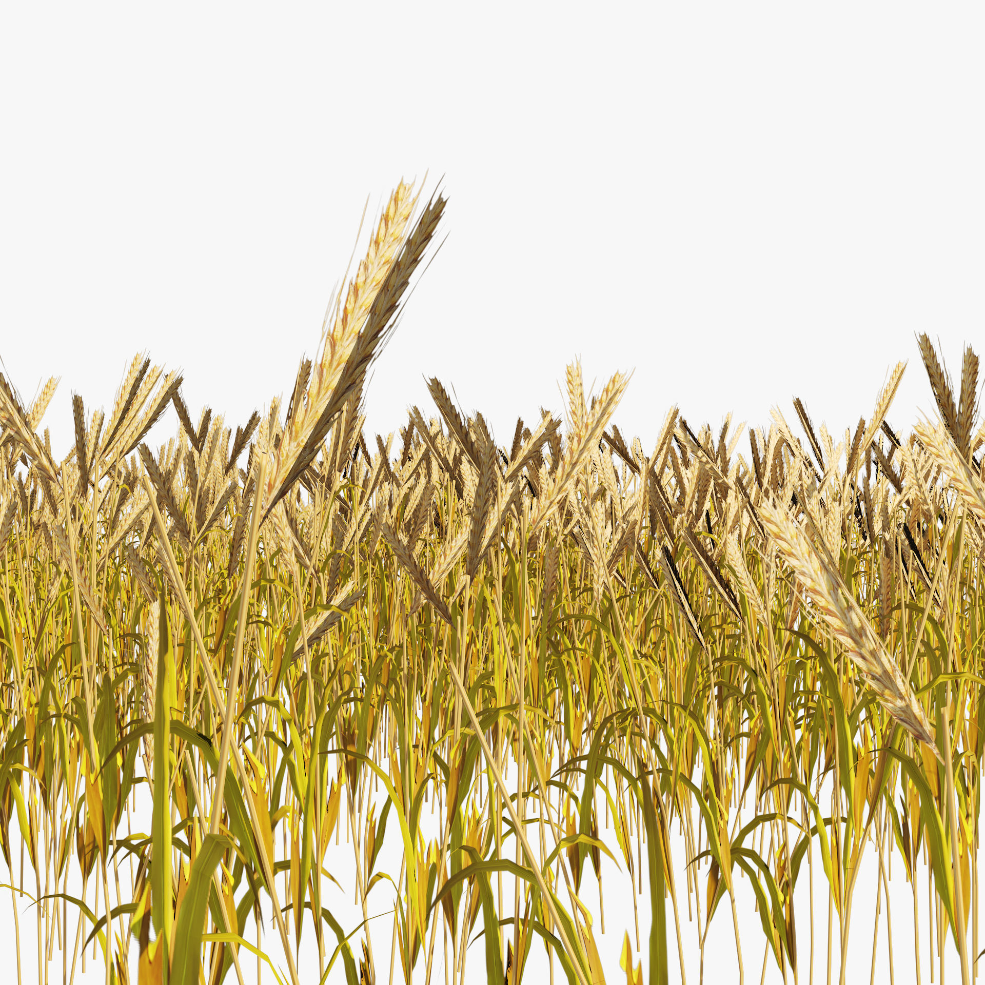 Golden wheat field Low-poly 3D model_7