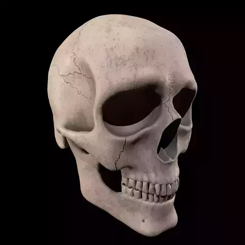 Anatomical skull