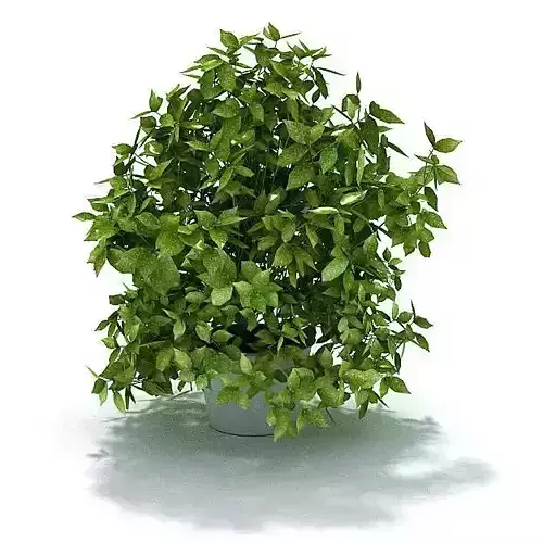 Green Leafy Potted Shrub