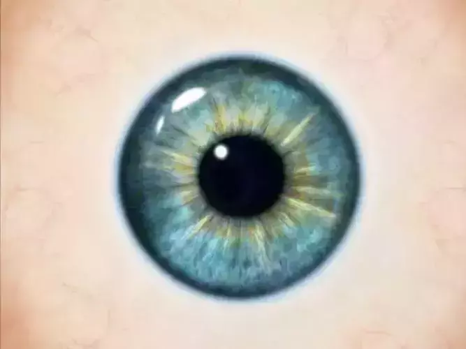 3d model of an human eye