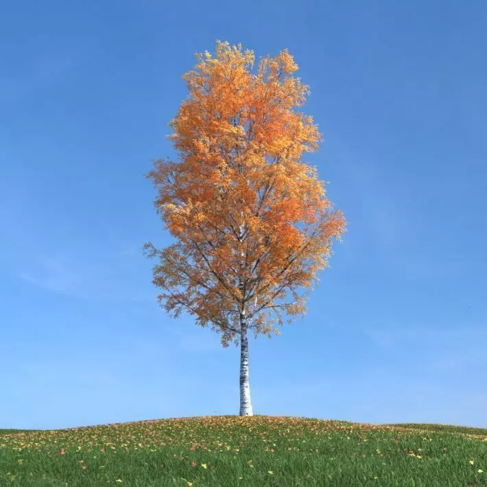 Birch Tree In Autumn With Orange Leaves 3D model_0