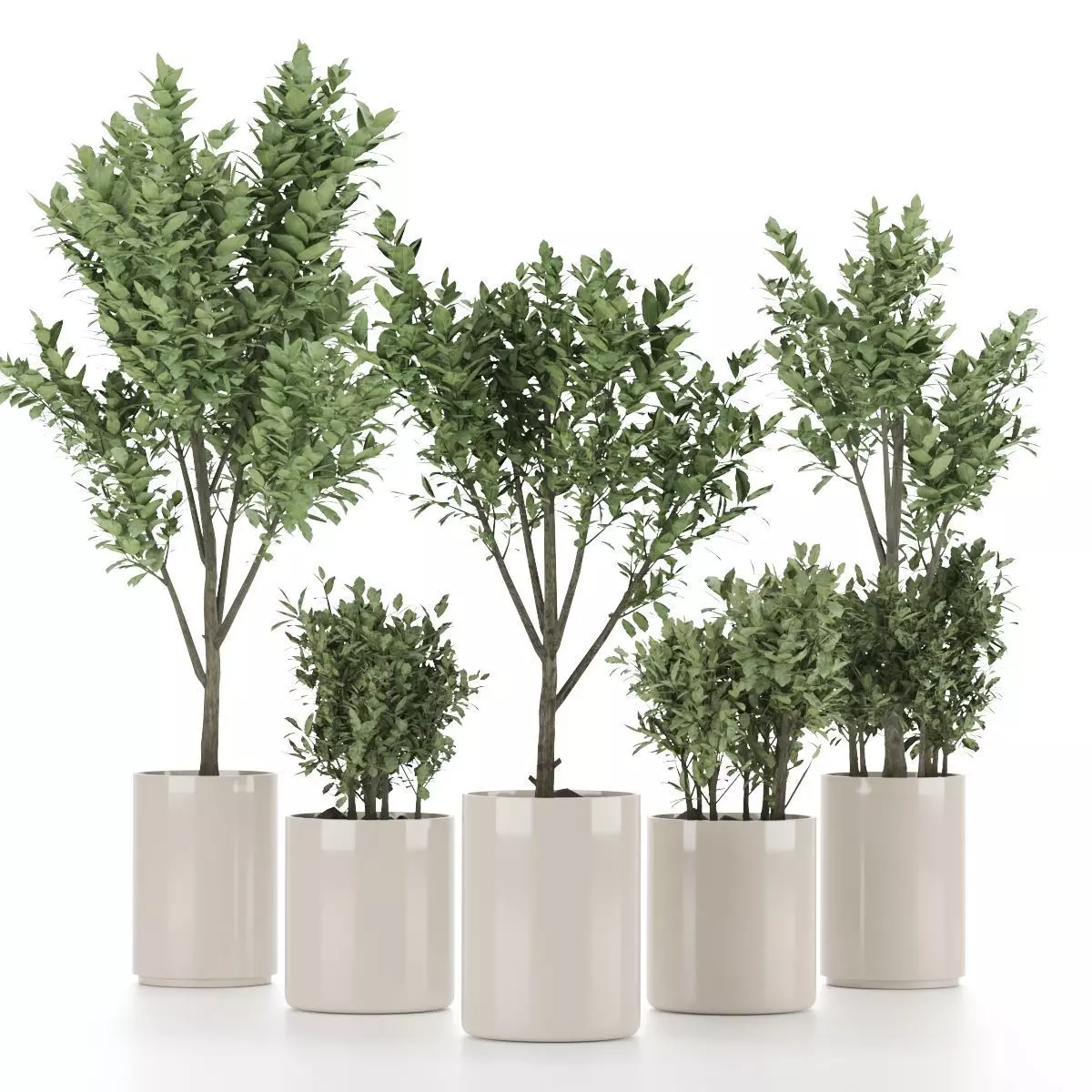 Plant-Set-003 olive tree in vase Free 3D model