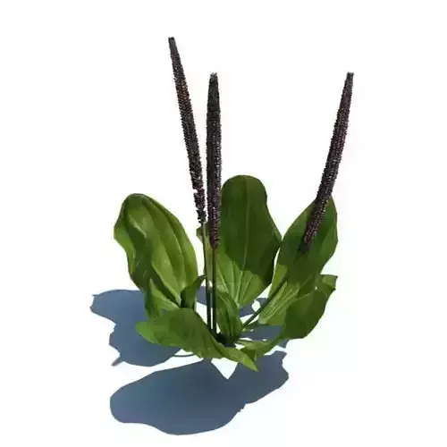 Green Potted Plantago Maior