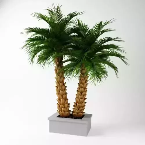 Exotic Potted Tree