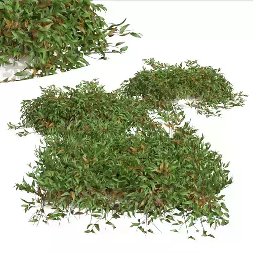 New Plant High detail Pyrrosia Lingua02 Free 3D model