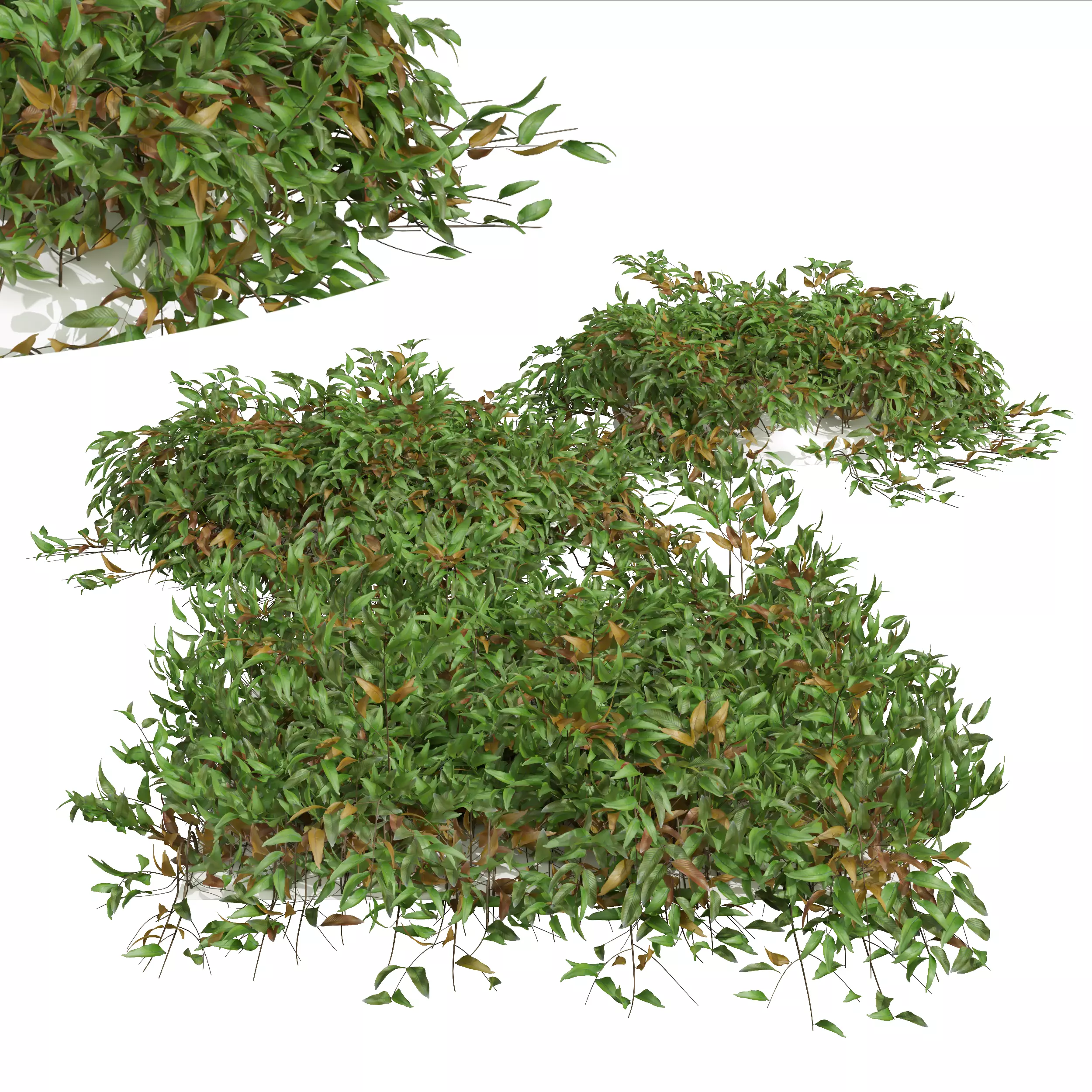 New Plant High detail Pyrrosia Lingua02 Free 3D model