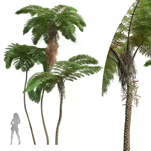 New Plant High detail Sphaeropteris Lepifera02 3D model