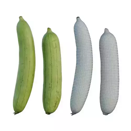 Sponge Gourd 02 3D model