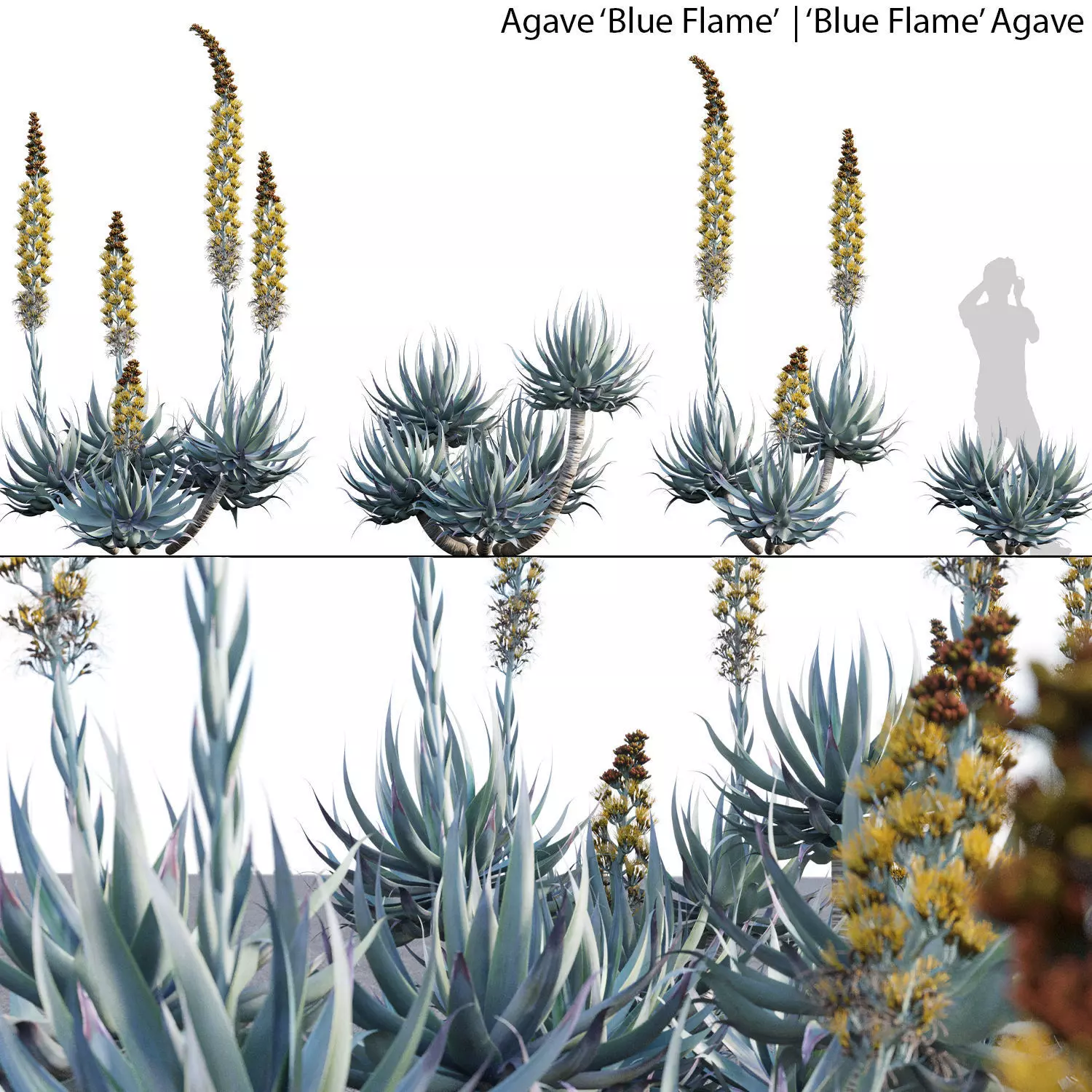 Agave Blue Flame 02 3D model