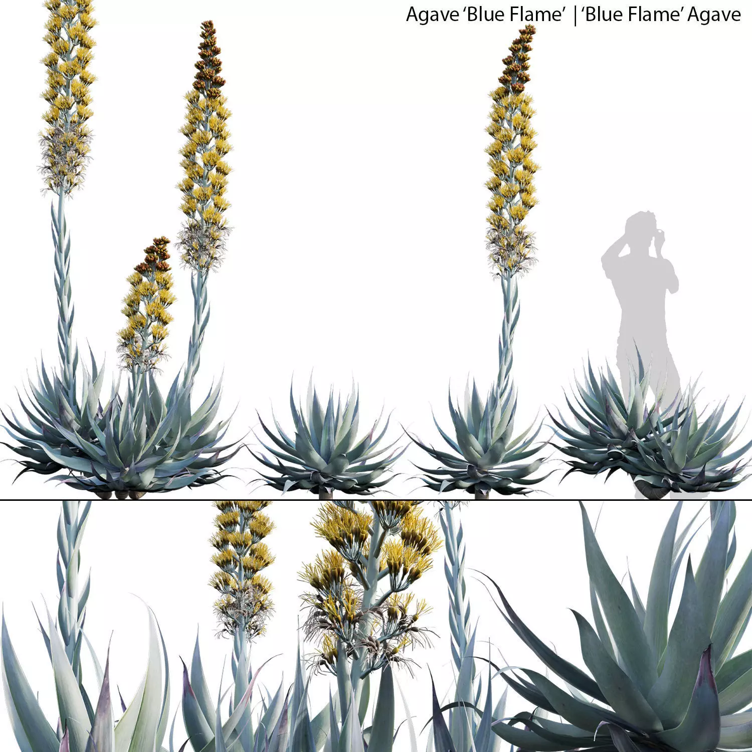 Agave Blue Flame 3D model