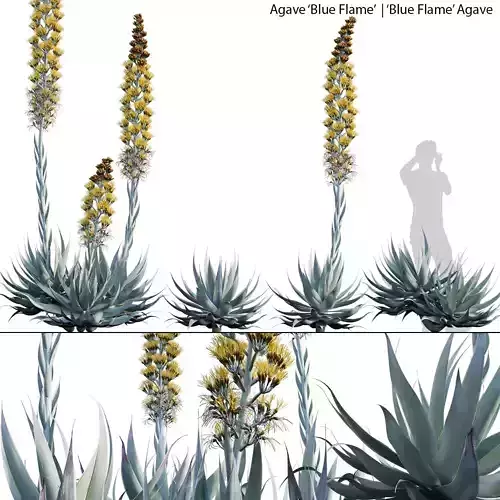 Agave Blue Flame