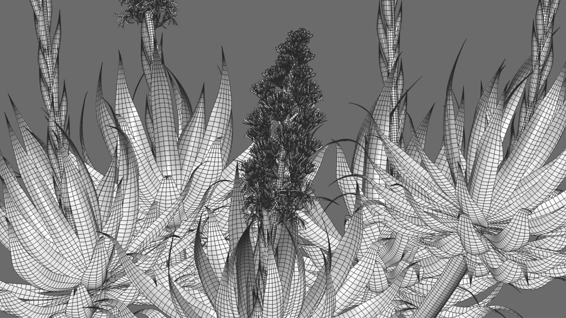 Agave Blue Flame 02 3D model_9