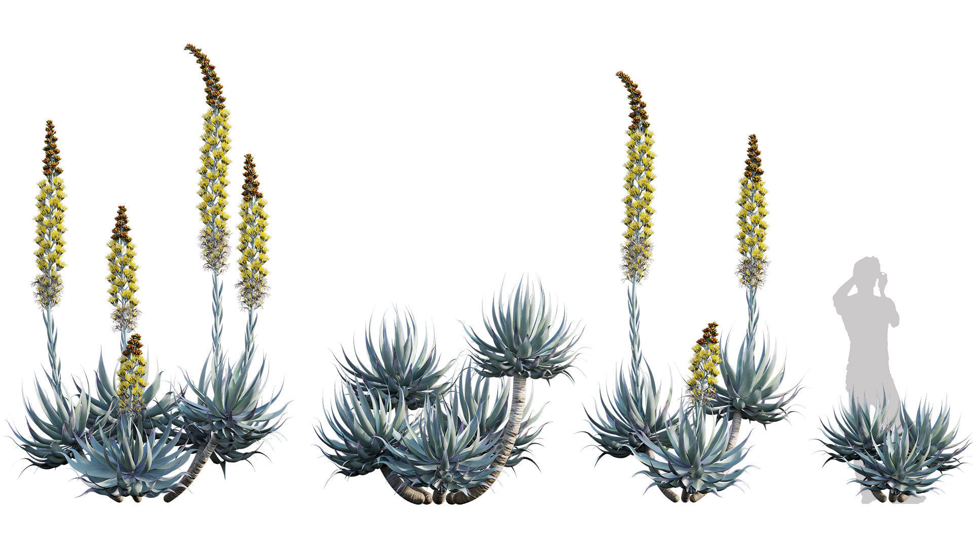 Agave Blue Flame 02 3D model_4