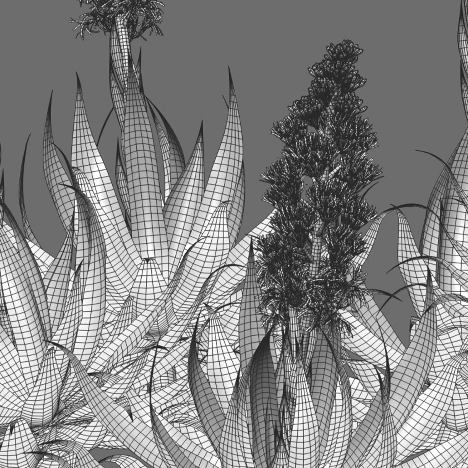 Agave Blue Flame 02 3D model_3