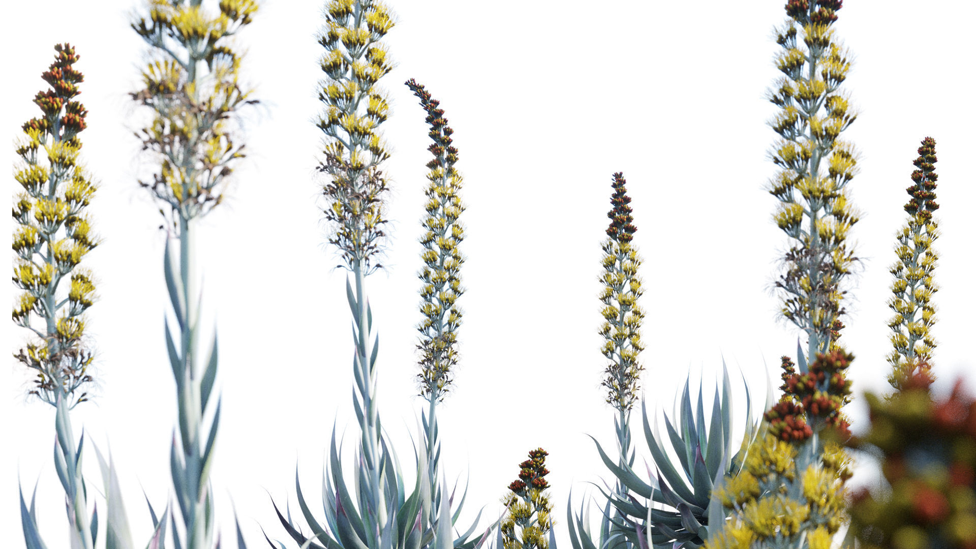 Agave Blue Flame 02 3D model_6