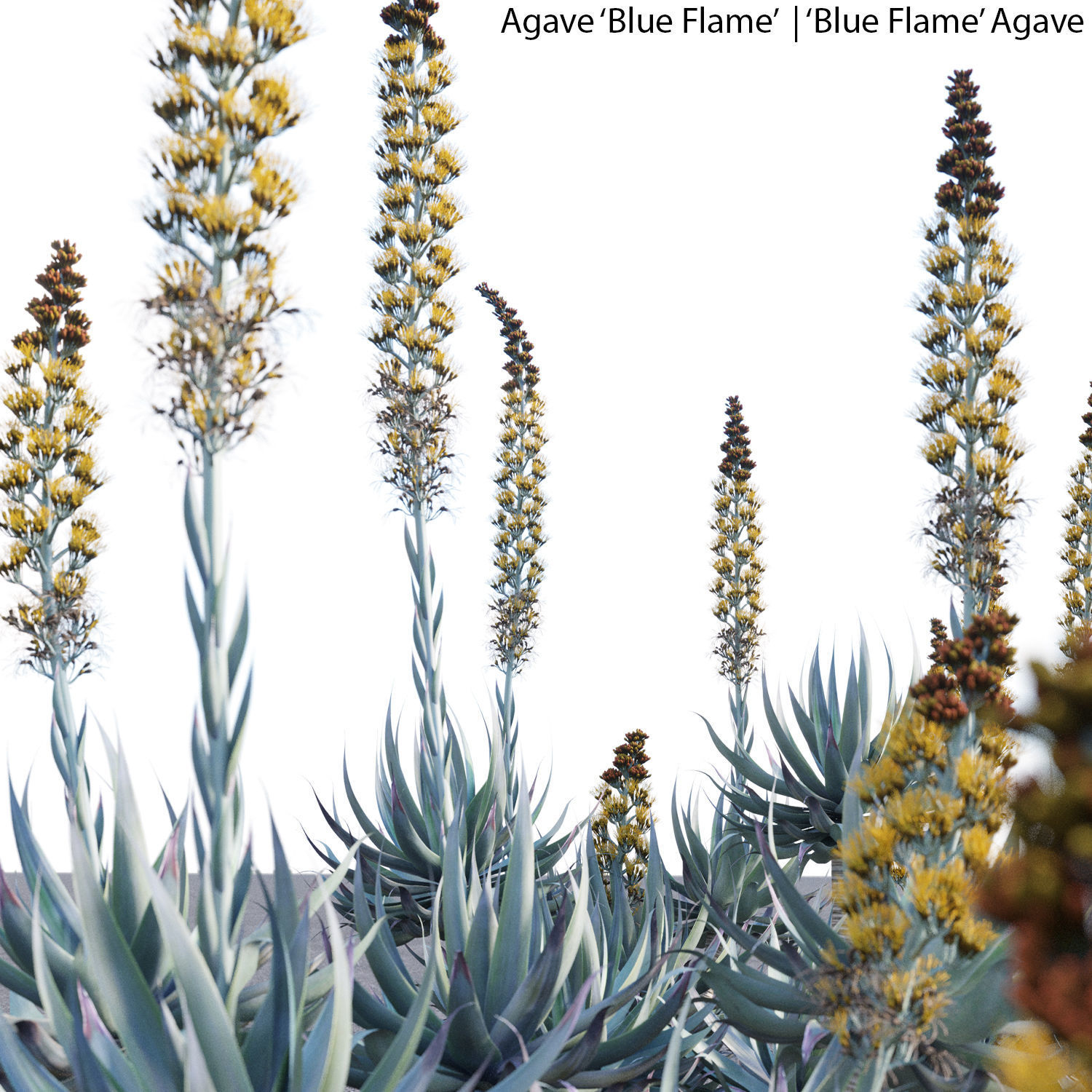 Agave Blue Flame 02 3D model_1