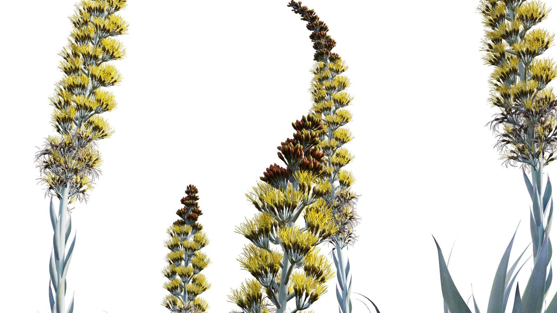 Agave Blue Flame 02 3D model_7