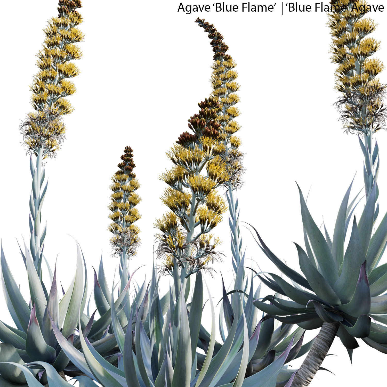 Agave Blue Flame 02 3D model_2