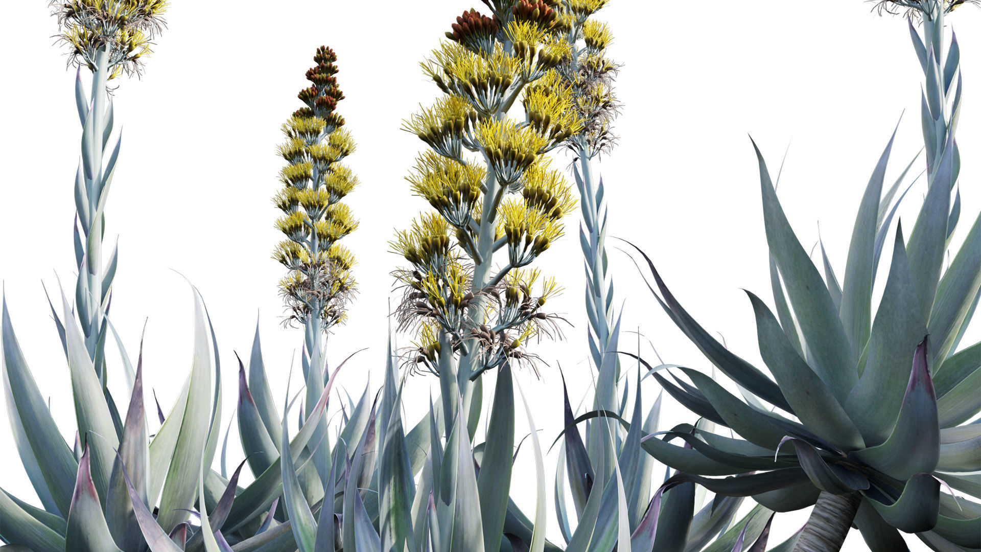 Agave Blue Flame 02 3D model_8