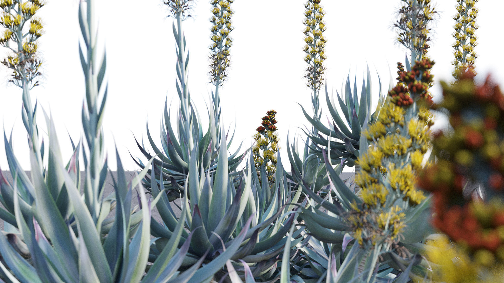 Agave Blue Flame 02 3D model_5