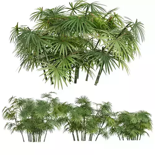 New Plant High detail Rhapis Excelsa Small 3D model