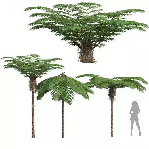 New Plant High detail Sphaeropteris Lepifera Medium 3D model
