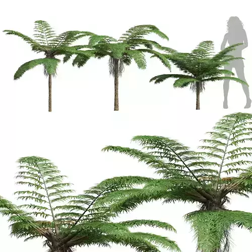 New Plant High detail Sphaeropteris Lepifera Small 3D model