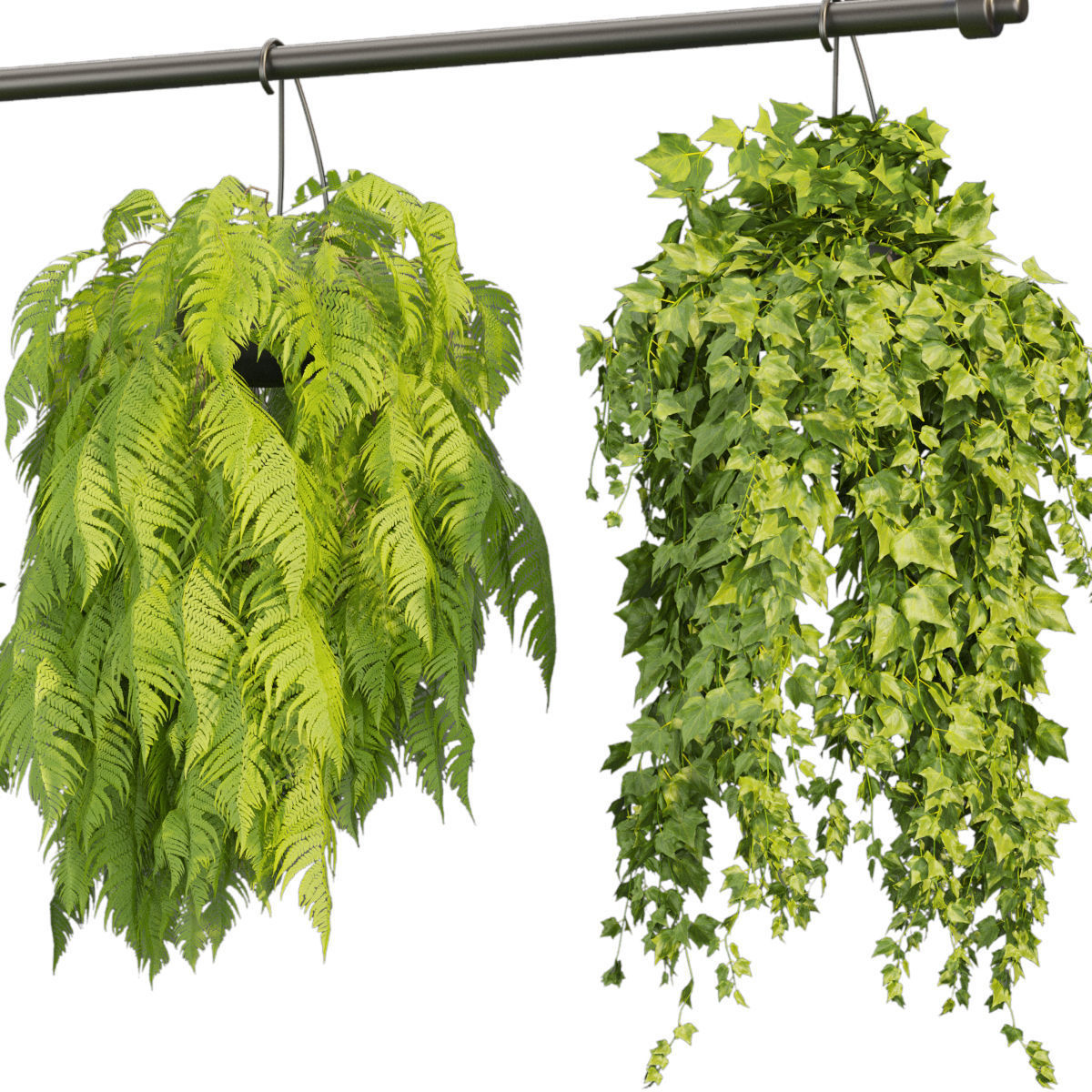 Collection plant vol 360 - hanging - ampelous - indoor - pothos 3D model_2