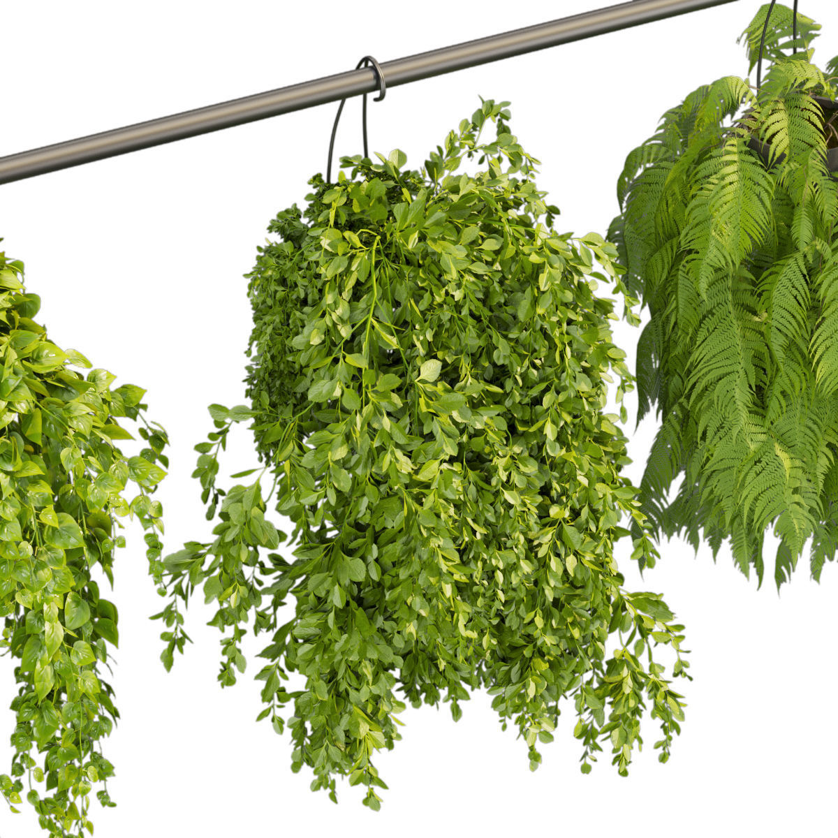 Collection plant vol 360 - hanging - ampelous - indoor - pothos 3D model_3