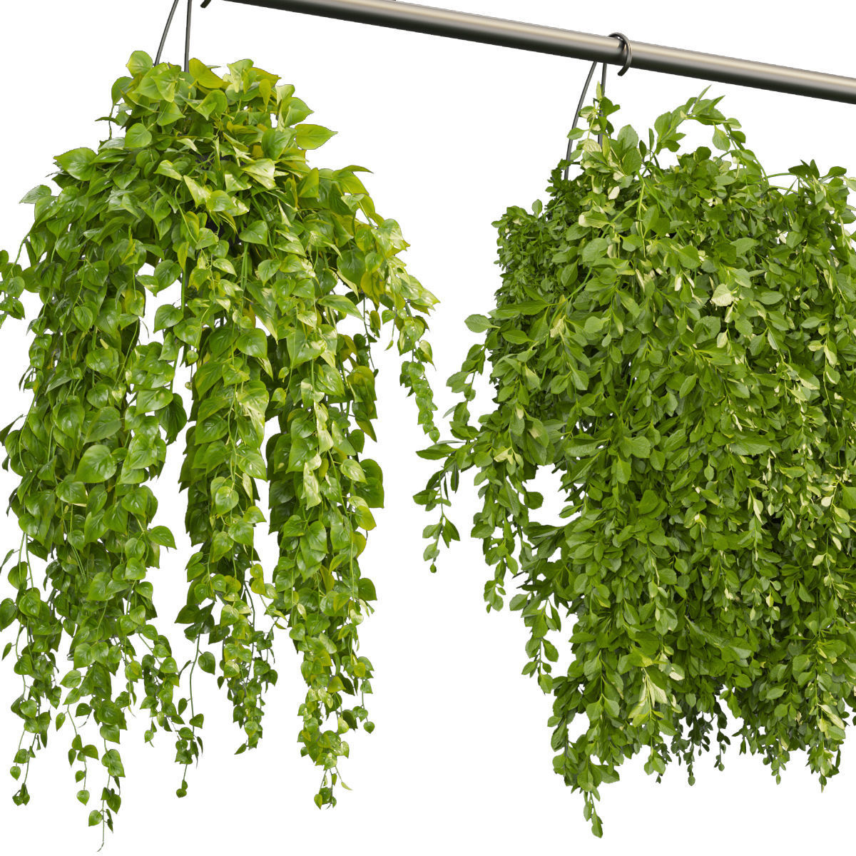 Collection plant vol 360 - hanging - ampelous - indoor - pothos 3D model_1