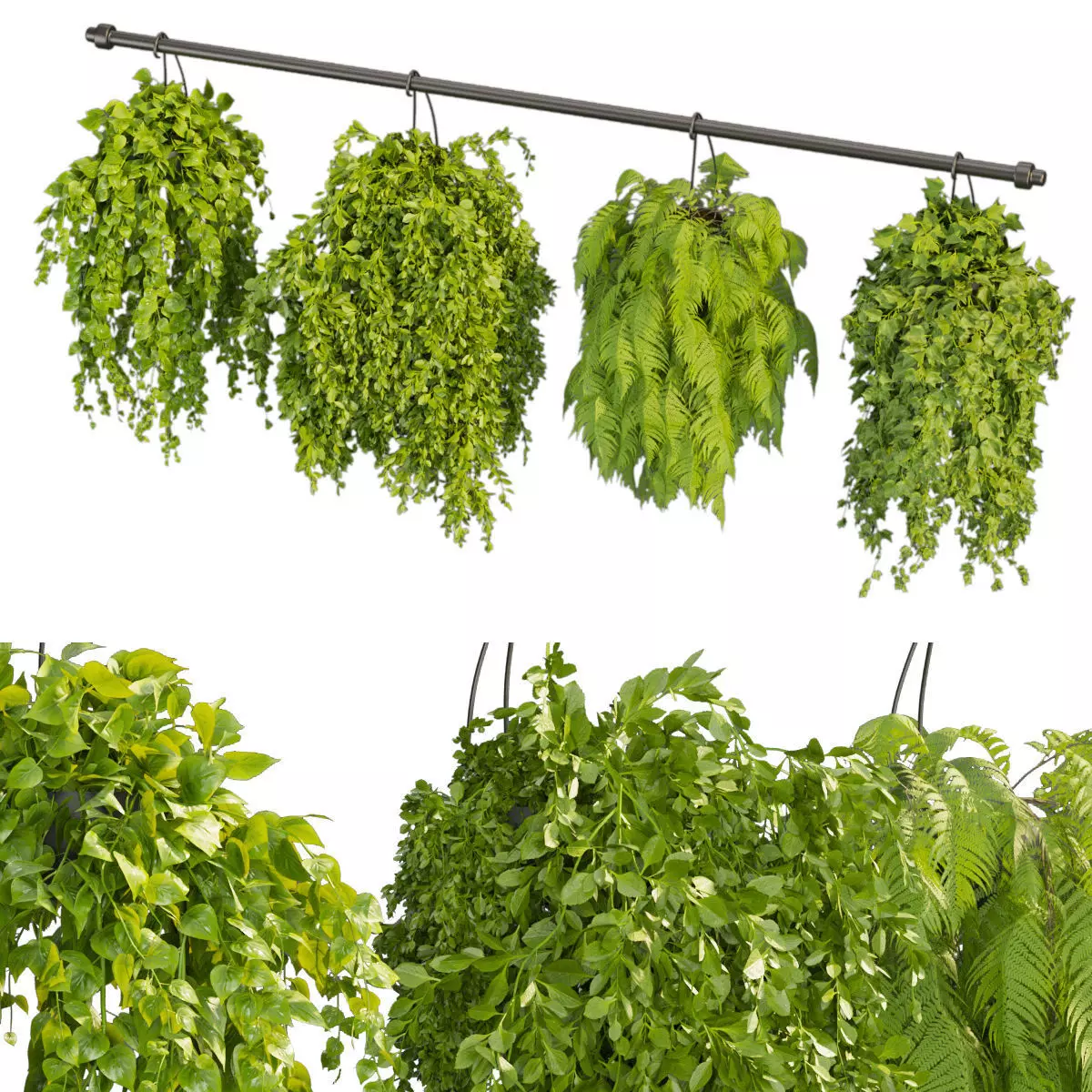 Collection plant vol 360 - hanging - ampelous - indoor - pothos 3D model_0