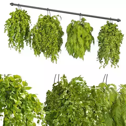 Collection plant vol 360 - hanging - ampelous - indoor - pothos 3D model
